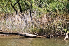 Biesbosch1