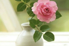 bloem