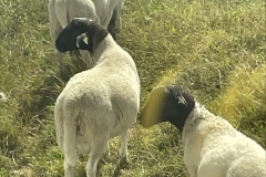 zwartkoppenHW4